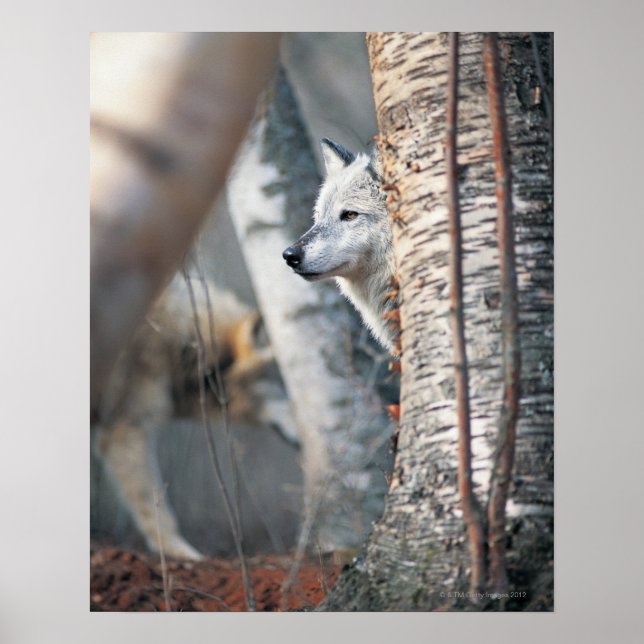 Gray Wolf Behind Tree Poster (Front)