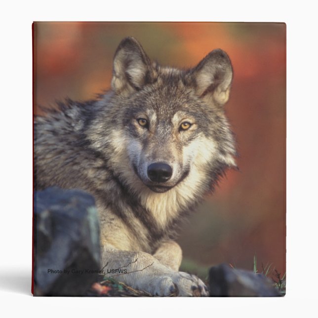 Gray Wolf Binder (Front)