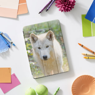 Gray Wolf, Canadian Animal Photography iPad Pro Cover