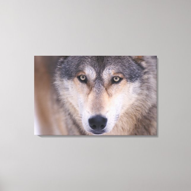 gray wolf, Canis lupus, close up of eyes Canvas Print (Front)