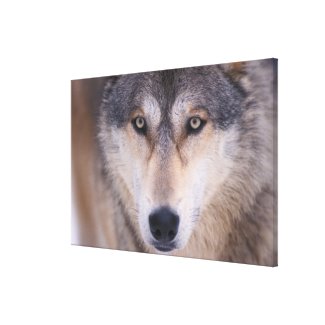 gray wolf, Canis lupus, close up of eyes in Canvas Print