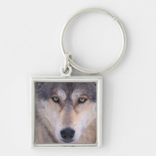 gray wolf, Canis lupus, close up of eyes Keychain
