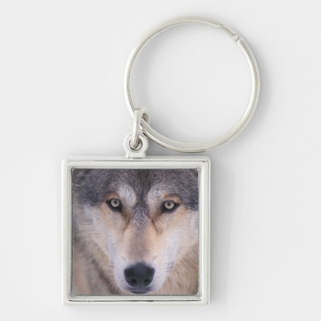 gray wolf, Canis lupus, close up of eyes Keychain (Front)