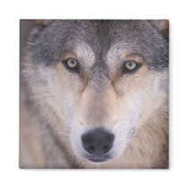 gray wolf, Canis lupus, close up of eyes Magnet