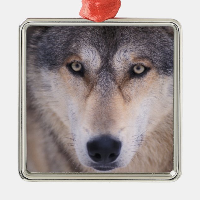 gray wolf, Canis lupus, close up of eyes Metal Ornament (Front)