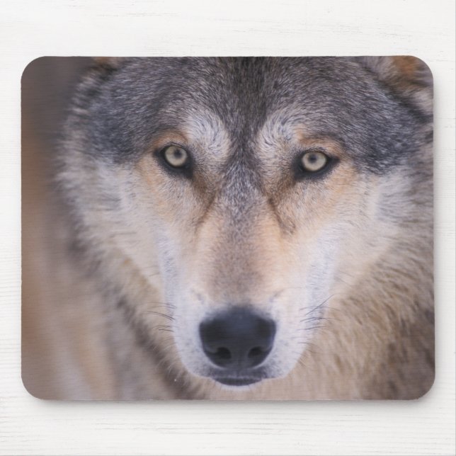 gray wolf, Canis lupus, close up of eyes Mouse Pad (Front)