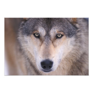 gray wolf, Canis lupus, close up of eyes Photo Print
