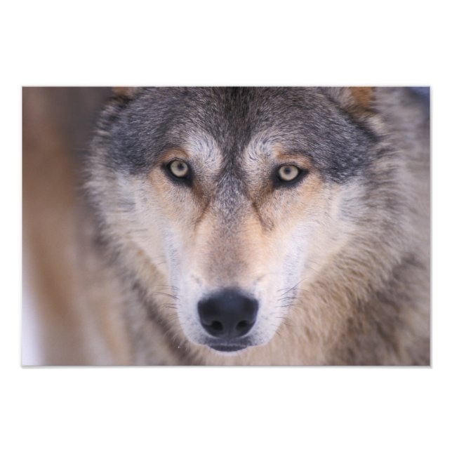 gray wolf, Canis lupus, close up of eyes Photo Print (Front)
