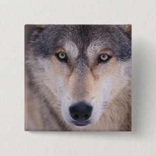 gray wolf, Canis lupus, close up of eyes Pinback Button
