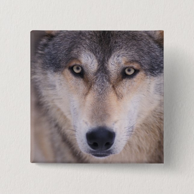 gray wolf, Canis lupus, close up of eyes Pinback Button (Front)