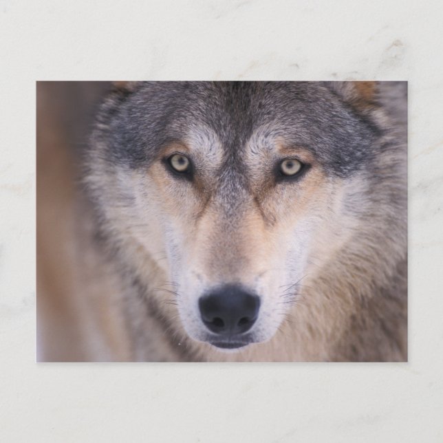 gray wolf, Canis lupus, close up of eyes Postcard (Front)