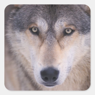 gray wolf, Canis lupus, close up of eyes Square Sticker