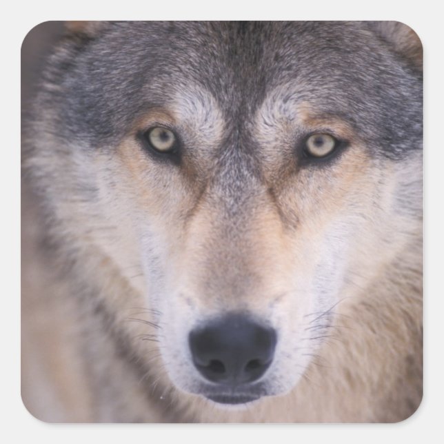 gray wolf, Canis lupus, close up of eyes Square Sticker (Front)