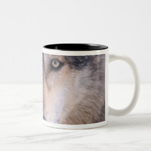 gray wolf, Canis lupus, close up of eyes Two-Tone Coffee Mug
