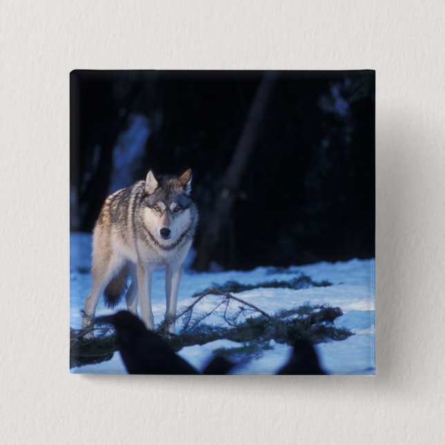 gray wolf, Canis lupus, in the foothills Button (Front)