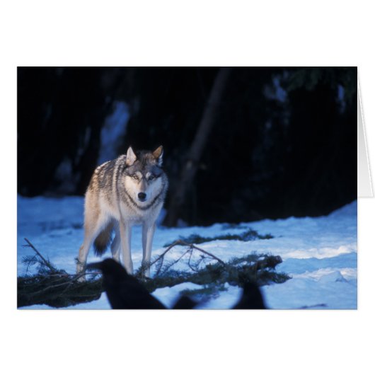 gray wolf, Canis lupus, in the foothills Cards (Front Horizontal)