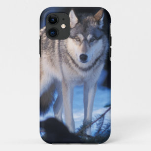 gray wolf, Canis lupus, in the foothills iPhone 11 Case