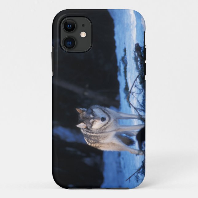 gray wolf, Canis lupus, in the foothills Case-Mate iPhone Case (Back)