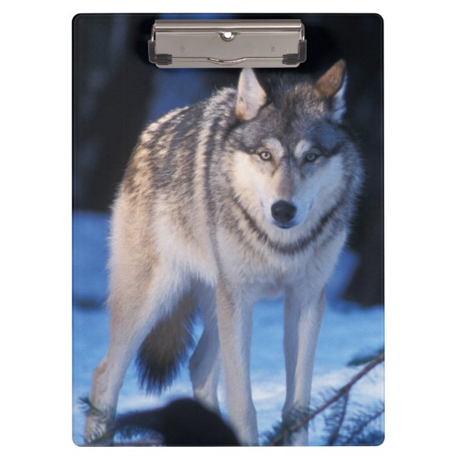 gray wolf, Canis lupus, in the foothills Clipboard (Front)