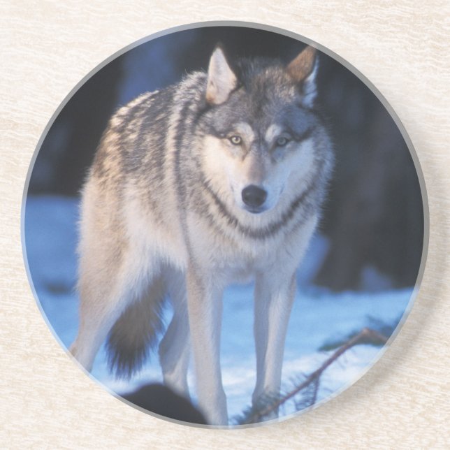 gray wolf, Canis lupus, in the foothills Drink Coaster (Front)
