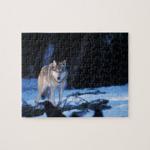 gray wolf, Canis lupus, in the foothills Jigsaw Puzzle