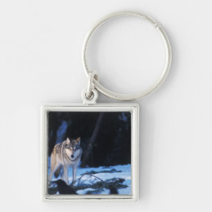 gray wolf, Canis lupus, in the foothills Keychain