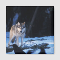 gray wolf, Canis lupus, in the foothills Magnet