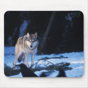 gray wolf, Canis lupus, in the foothills Mouse Pad