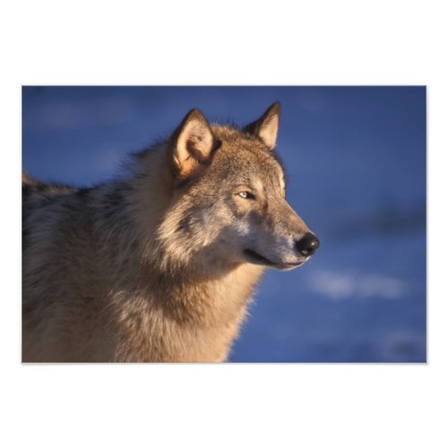 gray wolf Canis lupus in the foothills of 2 Photo Print