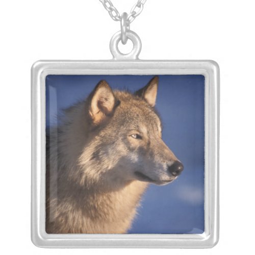 gray wolf Canis lupus in the foothills of 2 Silver Plated Necklace