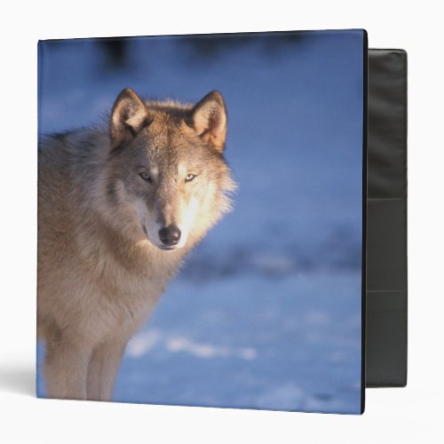 gray wolf Canis lupus in the foothills of 3 Ring Binder