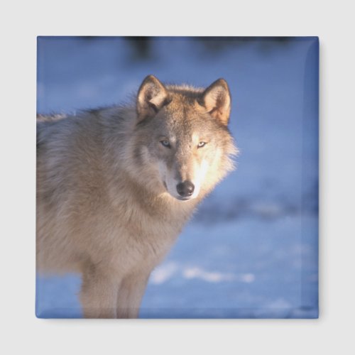 gray wolf Canis lupus in the foothills of Magnet