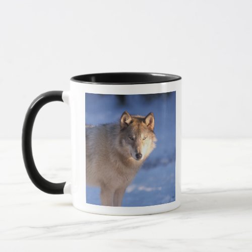 gray wolf Canis lupus in the foothills of Mug