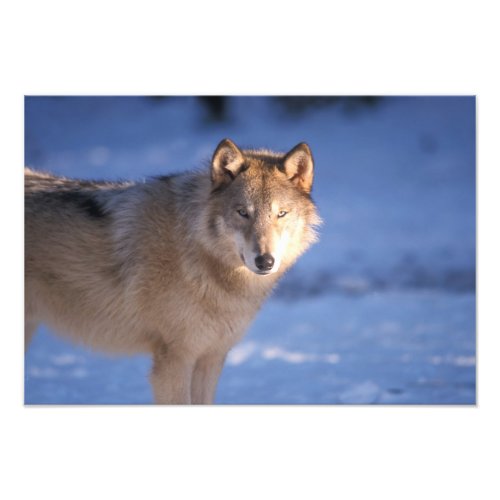 gray wolf Canis lupus in the foothills of Photo Print