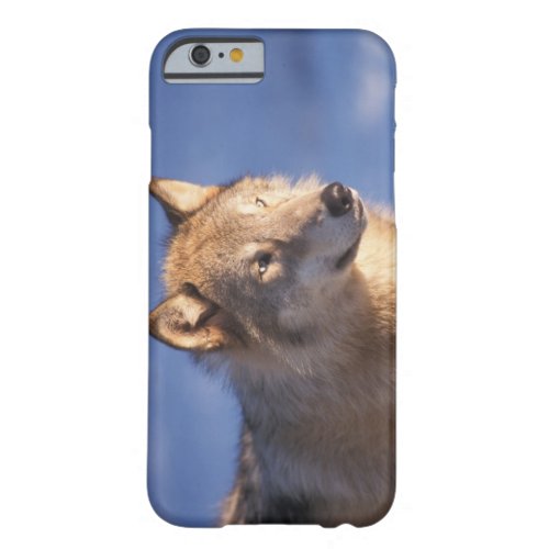 gray wolf Canis lupus in the foothills of the 2 Barely There iPhone 6 Case