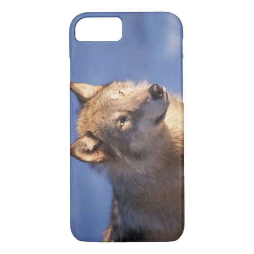 gray wolf Canis lupus in the foothills of the 2 iPhone 87 Case