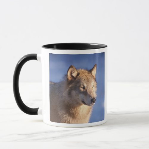 gray wolf Canis lupus in the foothills of the 2 Mug