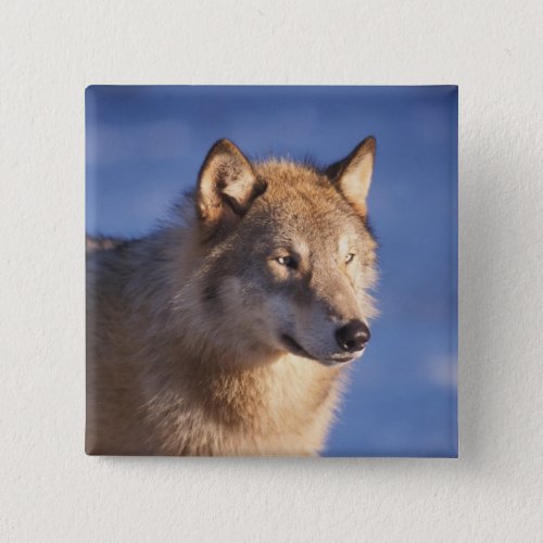 gray wolf Canis lupus in the foothills of the 2 Pinback Button