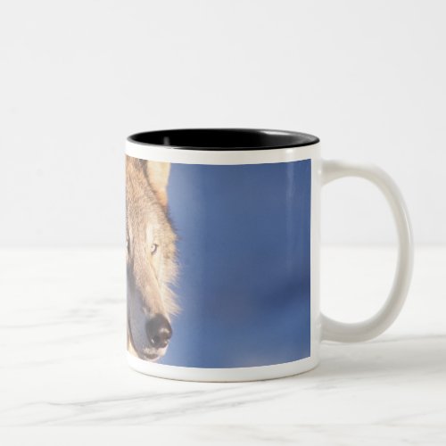 gray wolf Canis lupus in the foothills of the 2 Two_Tone Coffee Mug