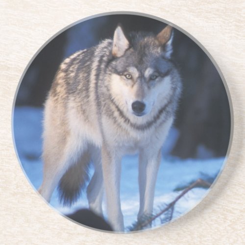 gray wolf Canis lupus in the foothills of the 3 Drink Coaster