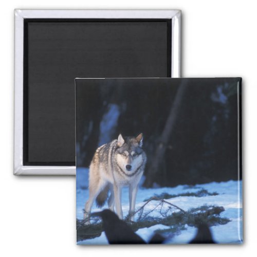 gray wolf Canis lupus in the foothills of the 3 Magnet