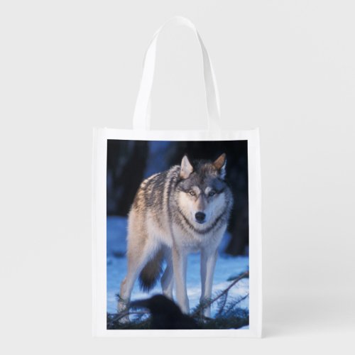 gray wolf Canis lupus in the foothills of the 3 Reusable Grocery Bag