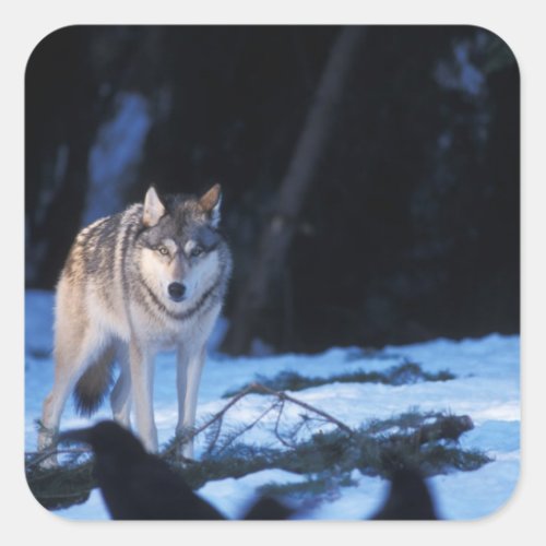 gray wolf Canis lupus in the foothills of the 3 Square Sticker