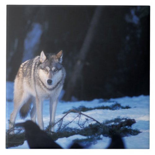 gray wolf Canis lupus in the foothills of the 3 Tile