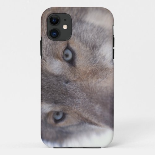 gray wolf Canis lupus in the foothills of the iPhone 11 Case