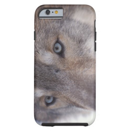 gray wolf Canis lupus in the foothills of the Tough iPhone 6 Case
