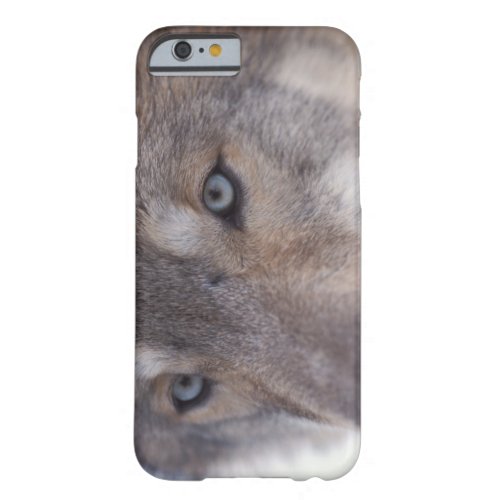 gray wolf Canis lupus in the foothills of the Barely There iPhone 6 Case