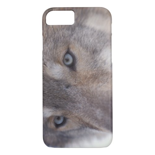 gray wolf Canis lupus in the foothills of the iPhone 87 Case