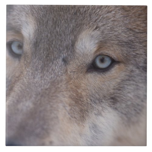 gray wolf Canis lupus in the foothills of the Ceramic Tile