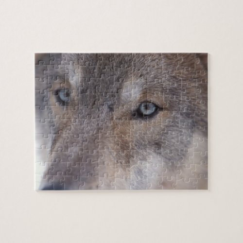 gray wolf Canis lupus in the foothills of the Jigsaw Puzzle